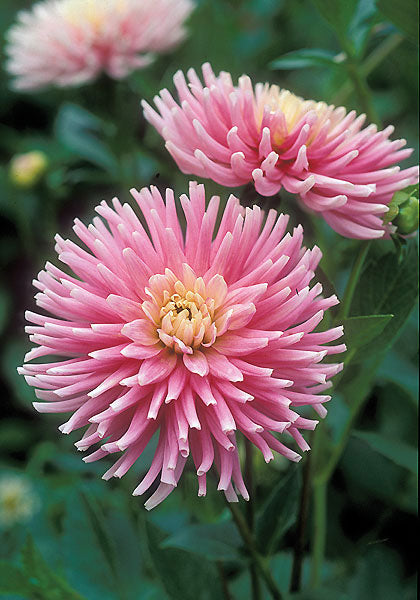 Premium Chrysanthemum Flower seeds for Planting Hardy Variety Heirloom & GMO Free Seeds for Home Garden seeds