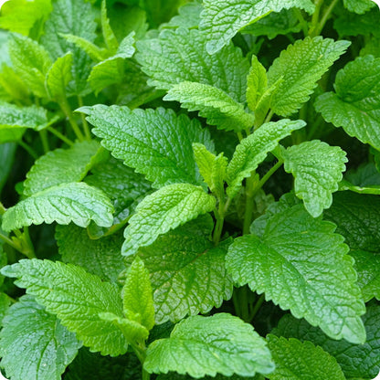 Lemon Balm seeds Melissa officinalis aromatic plant