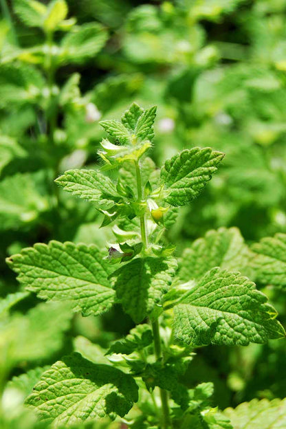 Perennial Lemon Balm plant grown from seeds outdoors