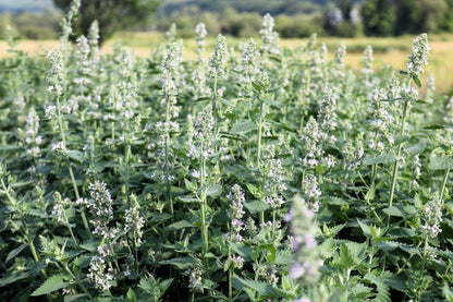 Aromatic foliage of Lemon Lemony Catnip herb