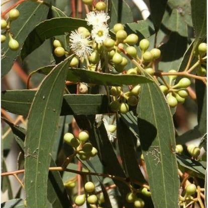 Lemon Eucalyptus seeds Corymbia citriodora ornamental tree