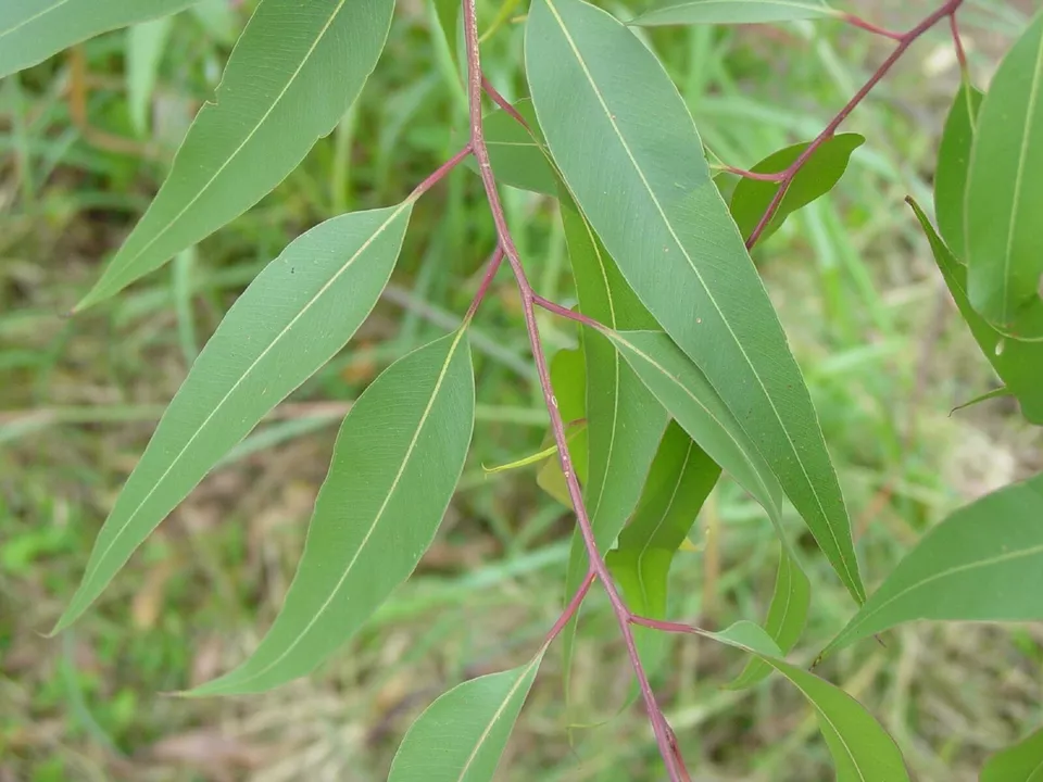 Young Lemon Eucalyptus tree grown from seeds