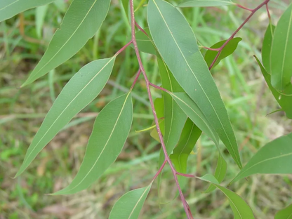Young Lemon Eucalyptus tree grown from seeds