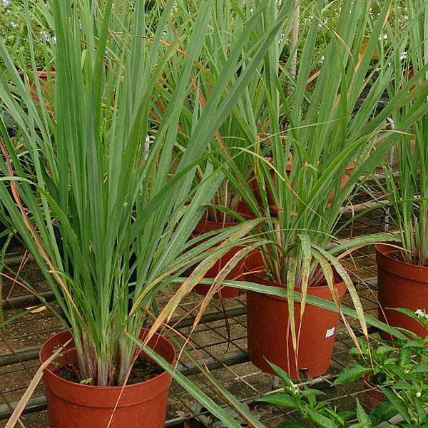 Lemongrass seeds Cymbopogon citratus ornamental grass