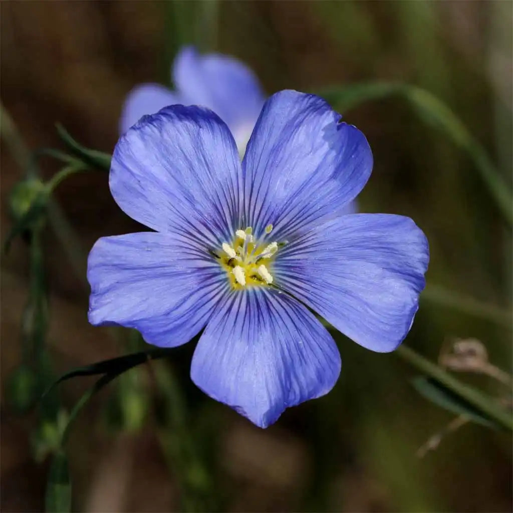 High quality Blue Viscaria Flower seeds for Planting Fragrant Blossoms, Heirloom & GMO Free Seeds for Home Garden seeds pack
