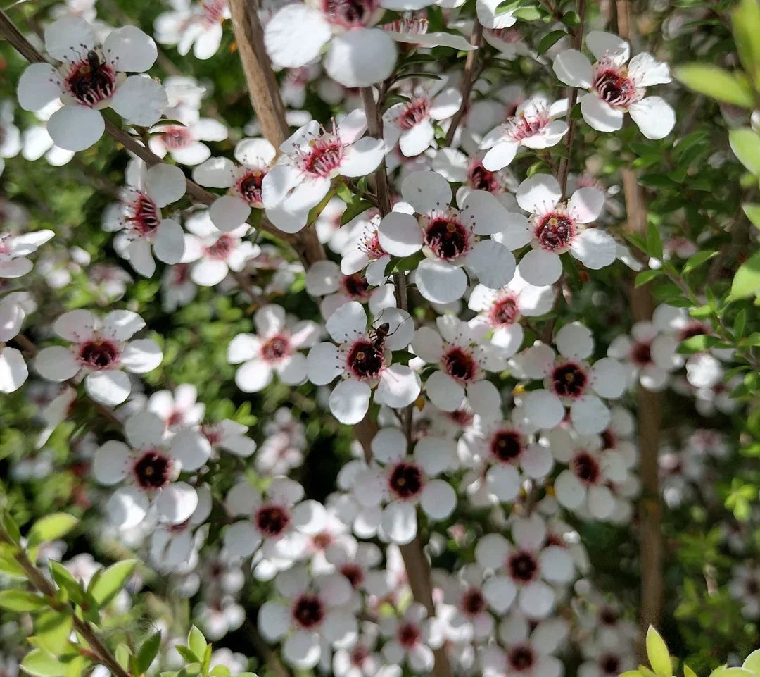 Leptospermum Flower seeds for Planting Long Bloom Season Heirloom & GMO Free Seeds for Home Garden