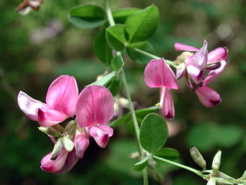 Lespedeza Bicolor Flower seeds for Planting Long Bloom Season Heirloom & GMO Free Seeds for Home Garden