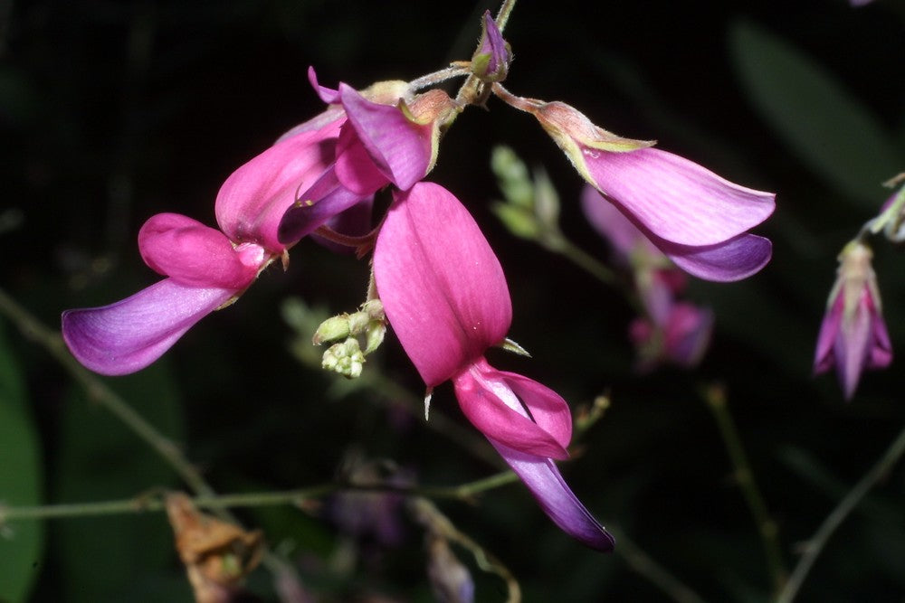 Lespedeza Bicolor Flower seeds for Planting Long Bloom Season Heirloom & GMO Free Seeds for Home Garden