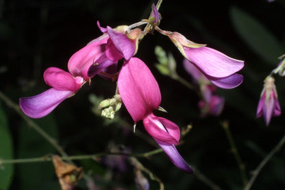 Lespedeza Bicolor Flower seeds for Planting Long Bloom Season Heirloom & GMO Free Seeds for Home Garden