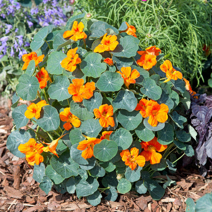 Plant Dark Orange Nasturtium Flower Seeds for a Colorful Garden