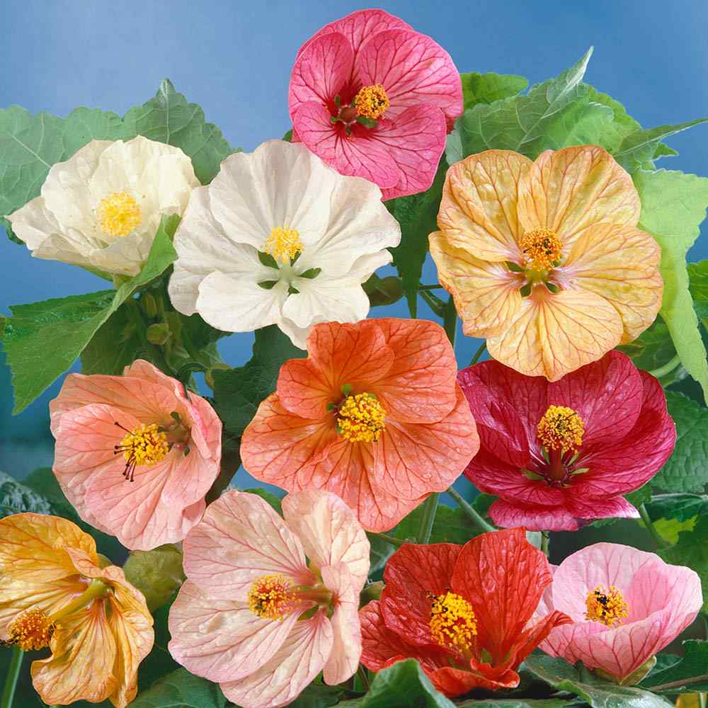 Premium Mixed Abutilon Flower seeds for Planting Bright Blooms, Heirloom & GMO Free Seeds for Home Garden seeds
