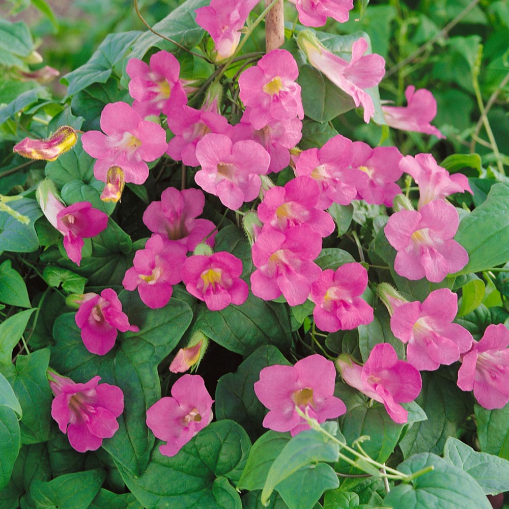 Pink Asarina Flower seeds for Planting Bright Blooms, Heirloom & GMO Free Seeds for Home Garden vegetable and garden seeds
