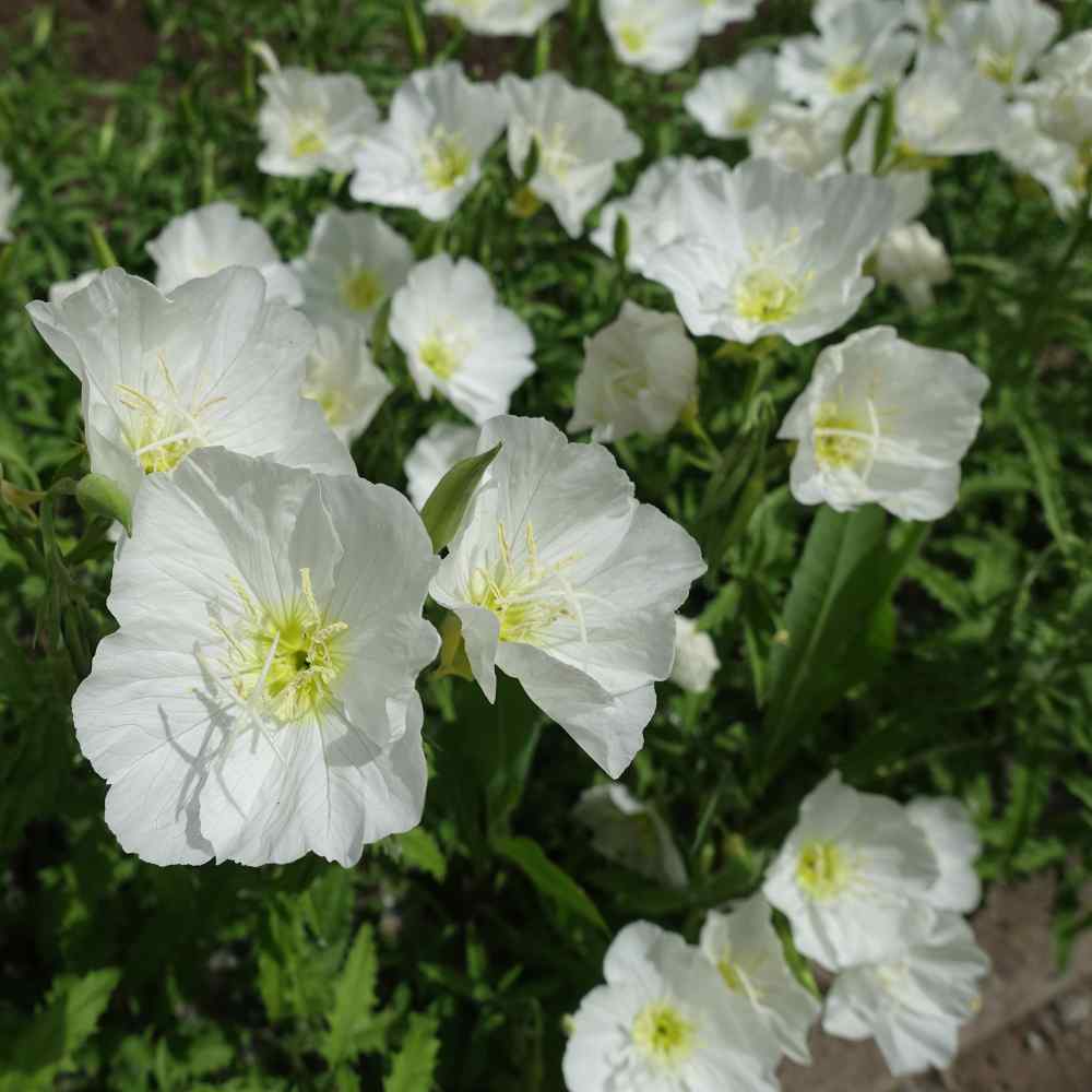 White Oenothera Flower seeds for Planting Shade Tolerant, Heirloom & GMO Free Seeds for Home Garden vegetable and garden seeds