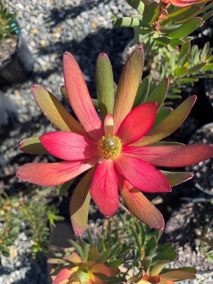 Leucadendron Salignum Conebush Flower seeds for Planting Hardy Variety Heirloom & GMO Free Seeds for Home Garden