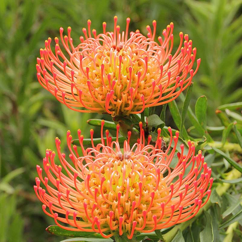 Premium Leucospermum Flower seeds for Planting Fragrant Blossoms, Heirloom & GMO Free Seeds for Home Garden seeds