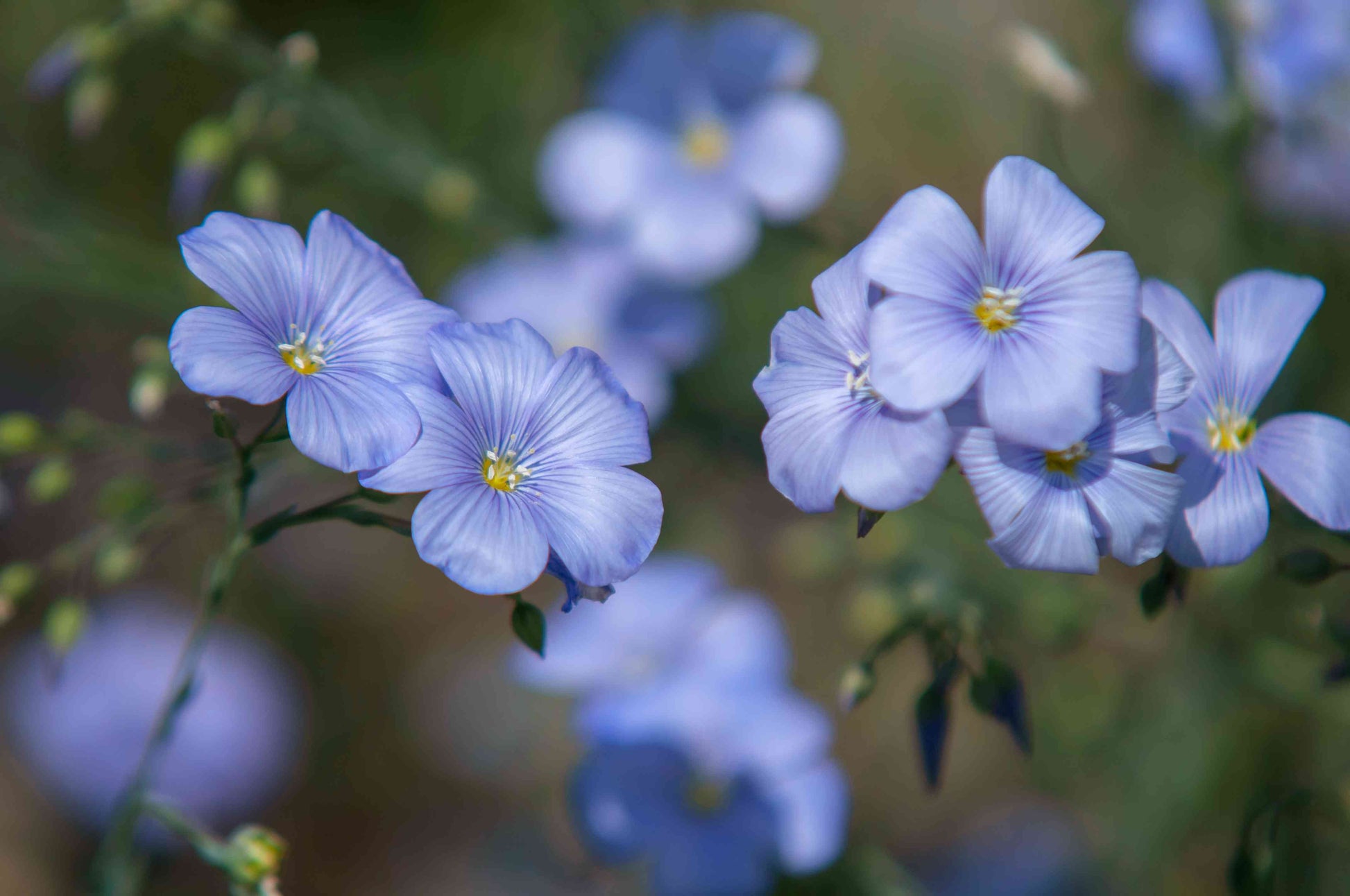 Lewis Flax Linum perenne seeds