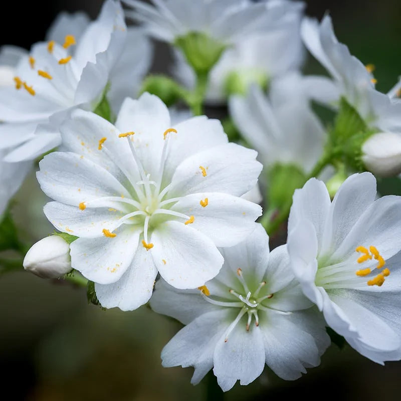White Nevada Lewisia Flower seeds for Planting Easy to Grow, Heirloom & GMO Free Seeds for Home Garden Sale vegetable and garden seeds