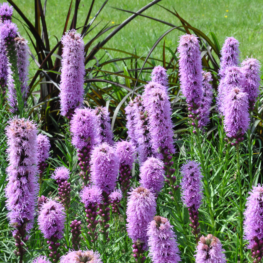 Prachtscharte Flower seeds for Planting Pollinator Friendly Heirloom & GMO Free Seeds for Home Garden 
 
 Sale