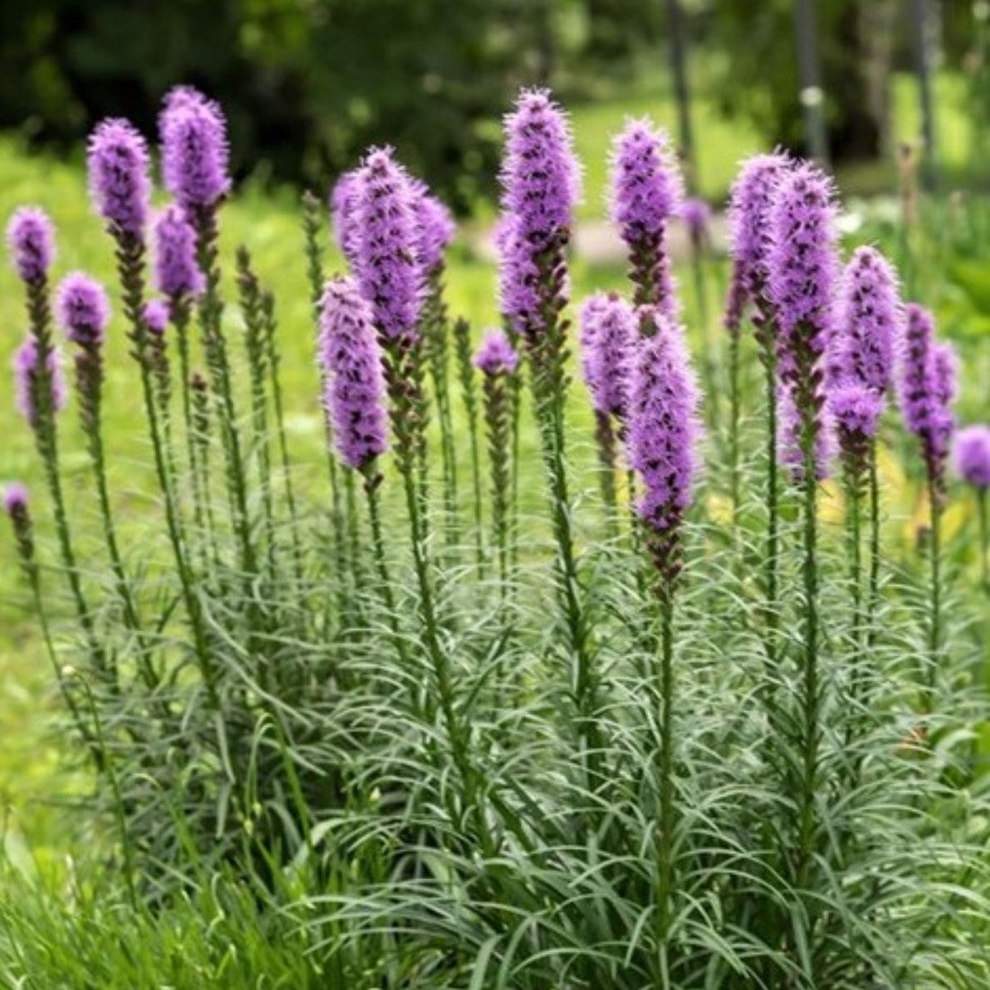 High quality Lavender Liatris Flower seeds for Planting Drought Tolerant, Heirloom & GMO Free Seeds for Home Garden seeds pack