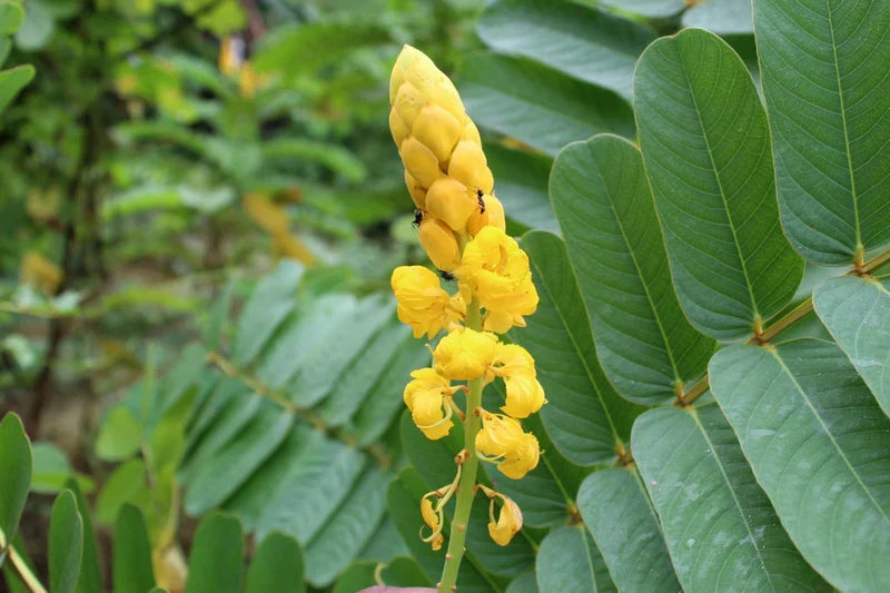 Yellow Cassia Alata Flower seeds for Planting Vibrant Colors, Heirloom & GMO Free Seeds for Home Garden vegetable and garden seeds