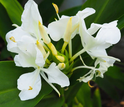 Heirloom Hedychium Coronarium Flower seeds for Planting Premium Quality Heirloom & GMO Free Seeds for Home Garden