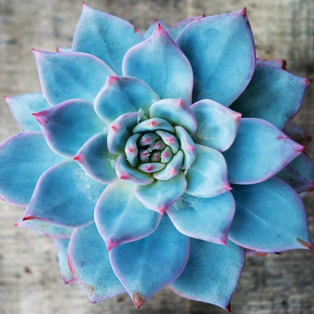 High quality Sky Blue Succulent Flower seeds for Planting Drought Tolerant, Heirloom & GMO Free Seeds for Home Garden seeds pack
