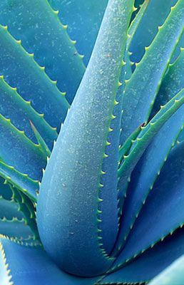 Premium Non-GMO Light Blue Aloe Vera Seeds Pack