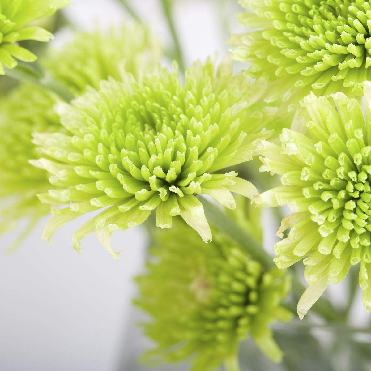 Light Green Aster Flower Seeds for Serene Garden Planting