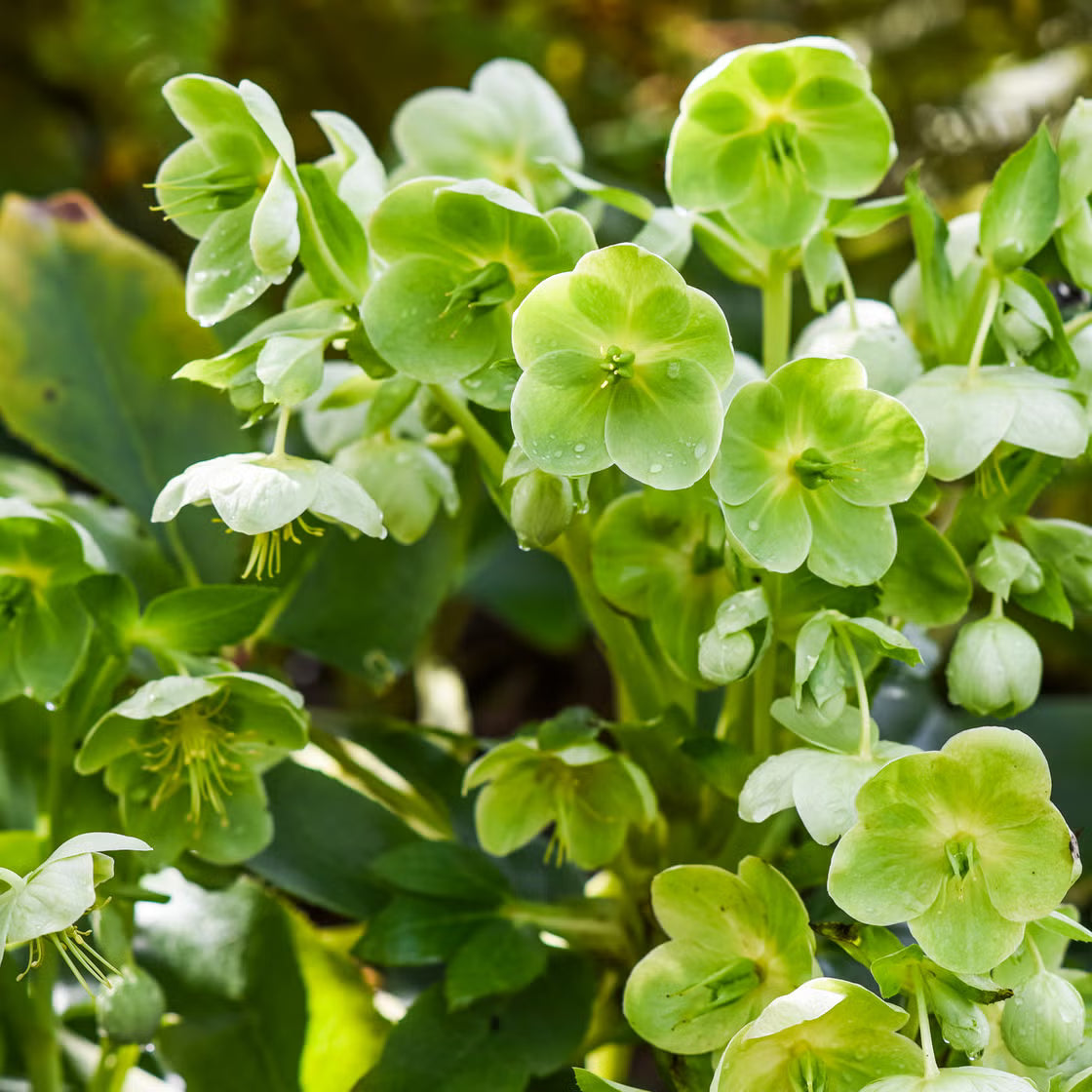Light Green Orchid Flower Seeds for Easy Planting