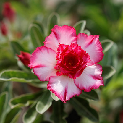 Light Pink Adenium Obesum Flower Seeds for Planting