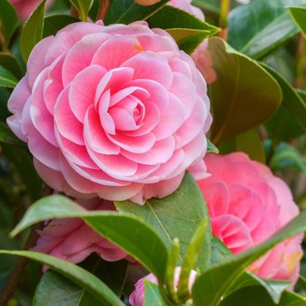 Light Pink Camellia Seeds for Planting – Non-GMO Flower Seeds