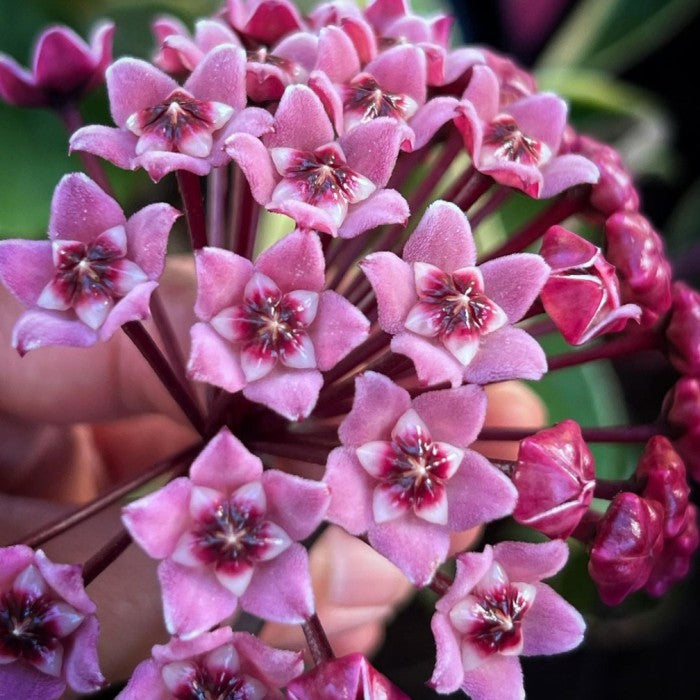 Light Purple Hoya Carnosa Seeds for Vibrant Garden Planting