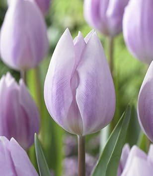 Light Purple Tulip Flower Seeds for Planting
