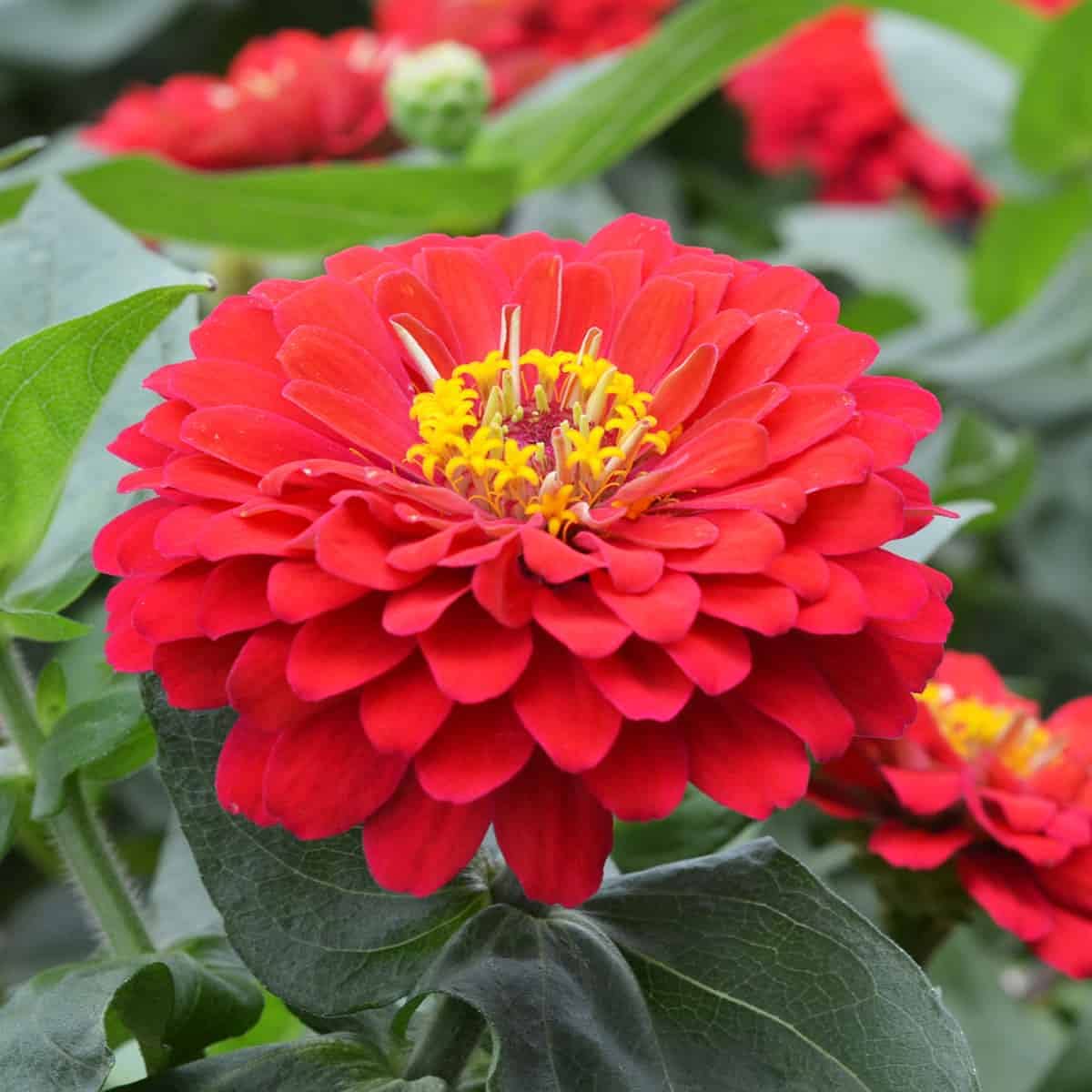 Zinnia Flower Seeds in Light Red for Planting