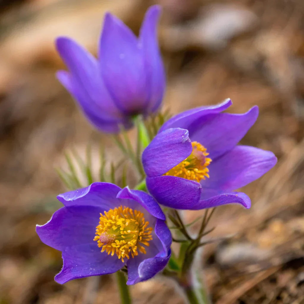 Light Violet Anemone Flower Seeds for Planting