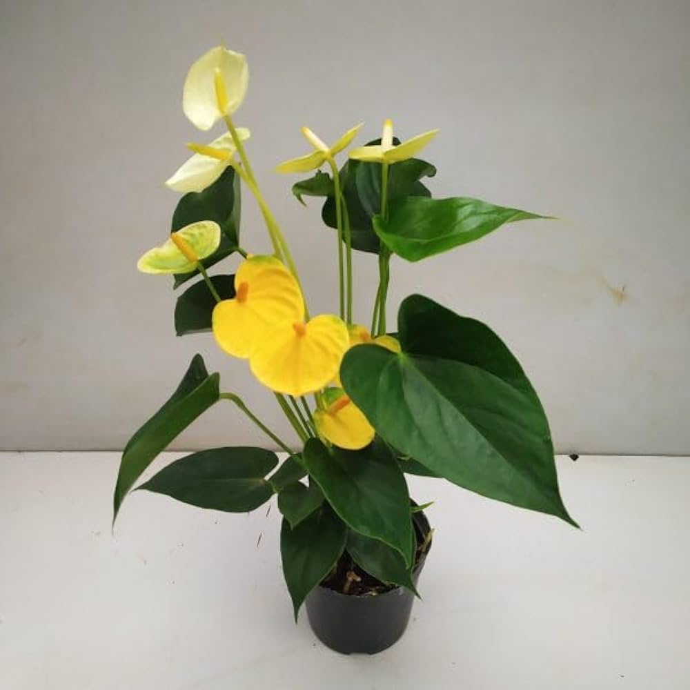 Light Yellow Anthurium Flower Seeds for Planting