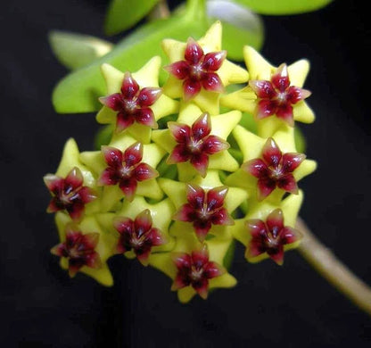 Light Yellow-Brown Hoya Flower Seeds for Planting
