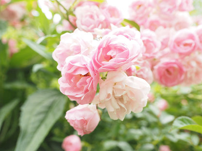 Light Pink Polyantha Rose Flower seeds for Planting - Bright Blooms, Heirloom & GMO Free Seeds for Home Garden