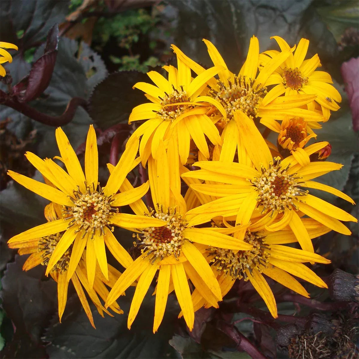 BrittMarie Craw Flower seeds for Planting Easy to Grow Heirloom & GMO Free Seeds for Home Garden