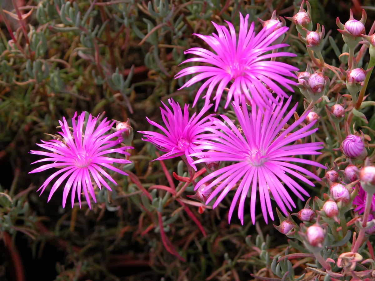 Lampranthus Maximiliana Flower seeds for Planting Sun Loving Heirloom & GMO Free Seeds for Home Garden