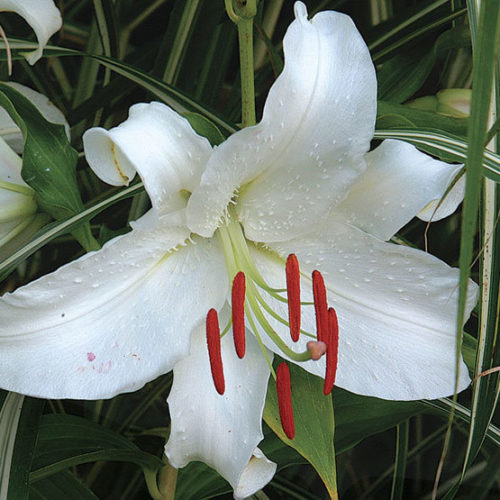 Premium Casa Blanca Flower seeds for Planting Perfect for Borders, Heirloom & GMO Free Seeds for Home Garden seeds