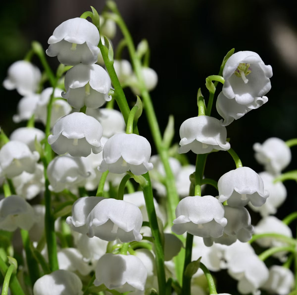 Lily of the Valley Flower seeds for Planting - Seasonal Bloomer, Heirloom & GMO Free Seeds for Home Garden