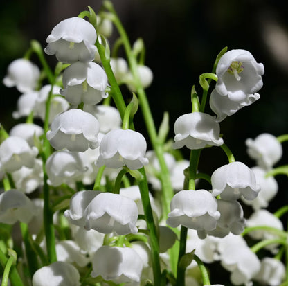 Lily of the Valley Flower seeds for Planting - Seasonal Bloomer, Heirloom & GMO Free Seeds for Home Garden
