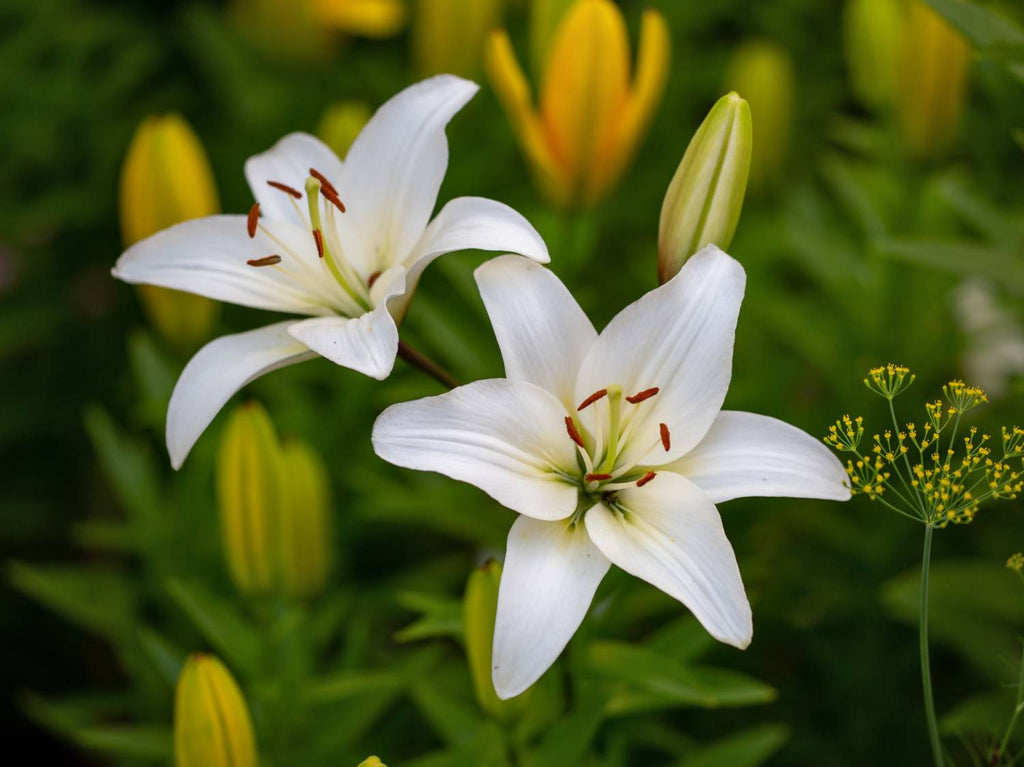 Lilium Flower seeds for Planting Low Maintenance, Heirloom & GMO Free Seeds for Home Garden seeds for planting
