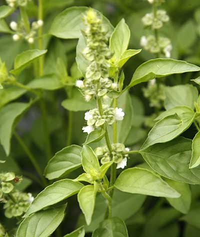 Lime Basil seeds Ocimum americanum compact ornamental herb