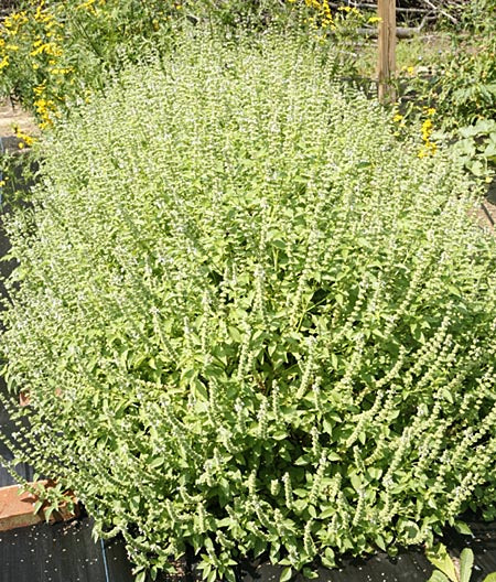 Lime Basil white flowers attracting pollinators grown from seeds