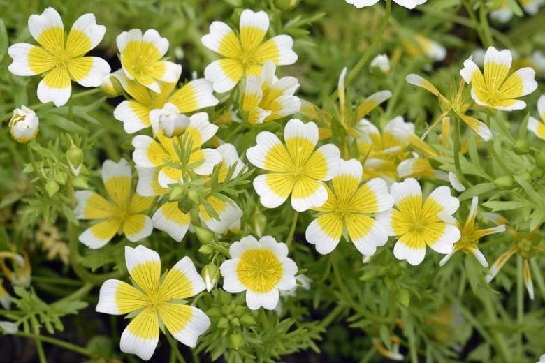 Heirloom Limnanthes Douglasii Flower seeds for Planting Garden Favorite Heirloom & GMO Free Seeds for Home Garden