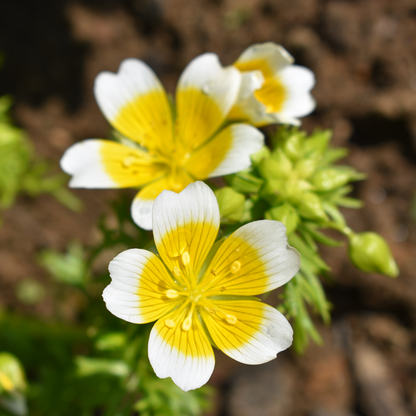 Limnanthes Flower seeds for Planting Long Bloom Season Heirloom & GMO Free Seeds for Home Garden