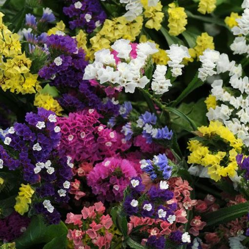 Herencia Flower seeds for Planting Easy to Grow, Heirloom & GMO Free Seeds for Home Garden vegetable and garden seeds