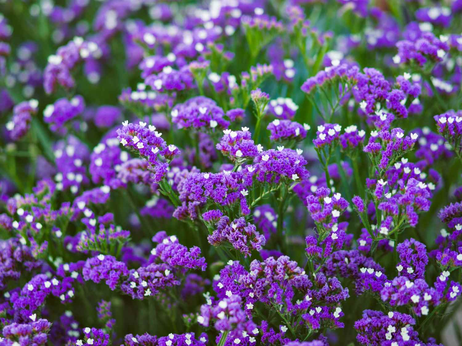 Limonium Flower seeds for Planting Cut Flower Favorite Heirloom & GMO Free Seeds for Home Garden vegetable and garden seeds